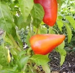 Romanian Sweet Pepper Seeds