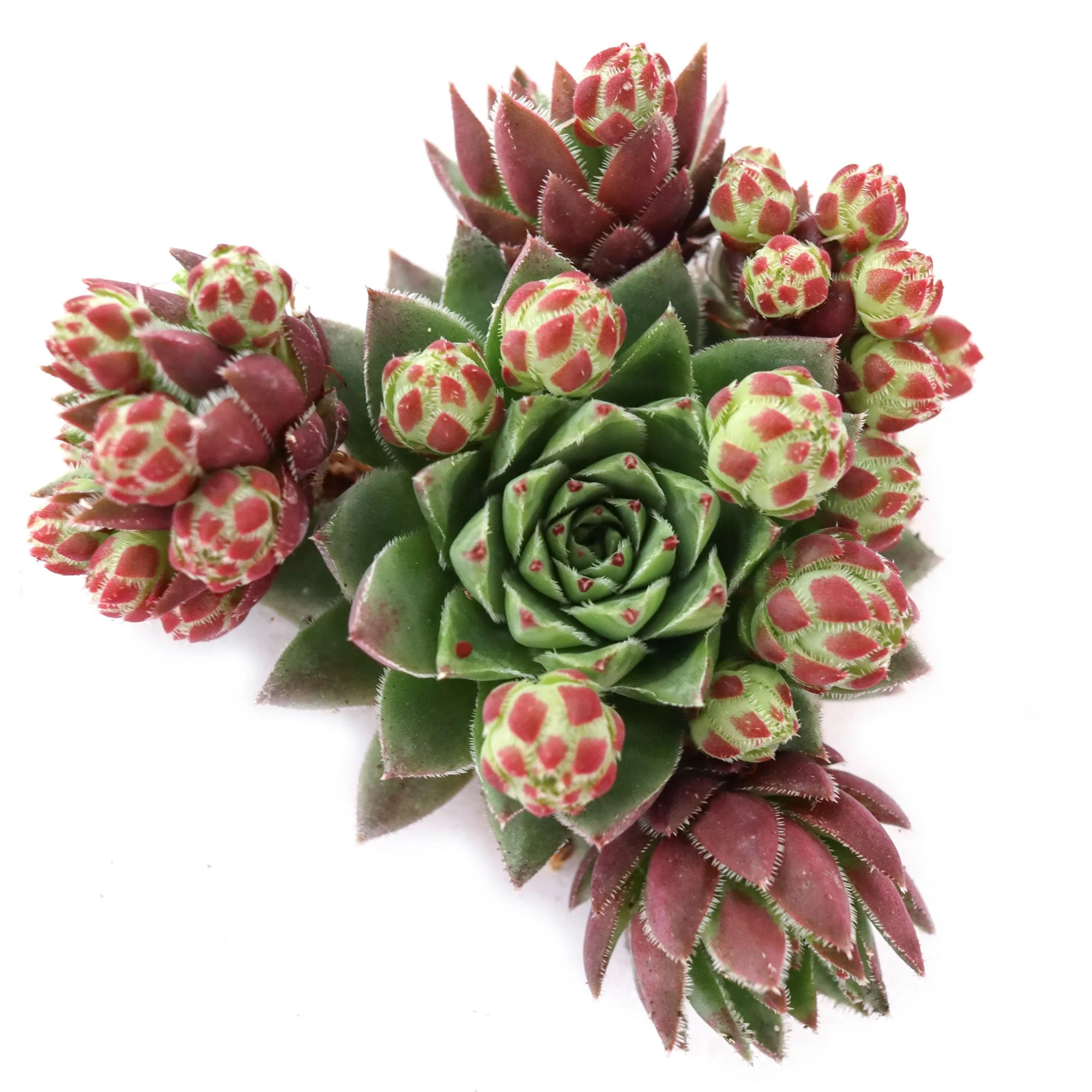 Sempervivum globiferum ssp. hirtum 'Hedgehog'