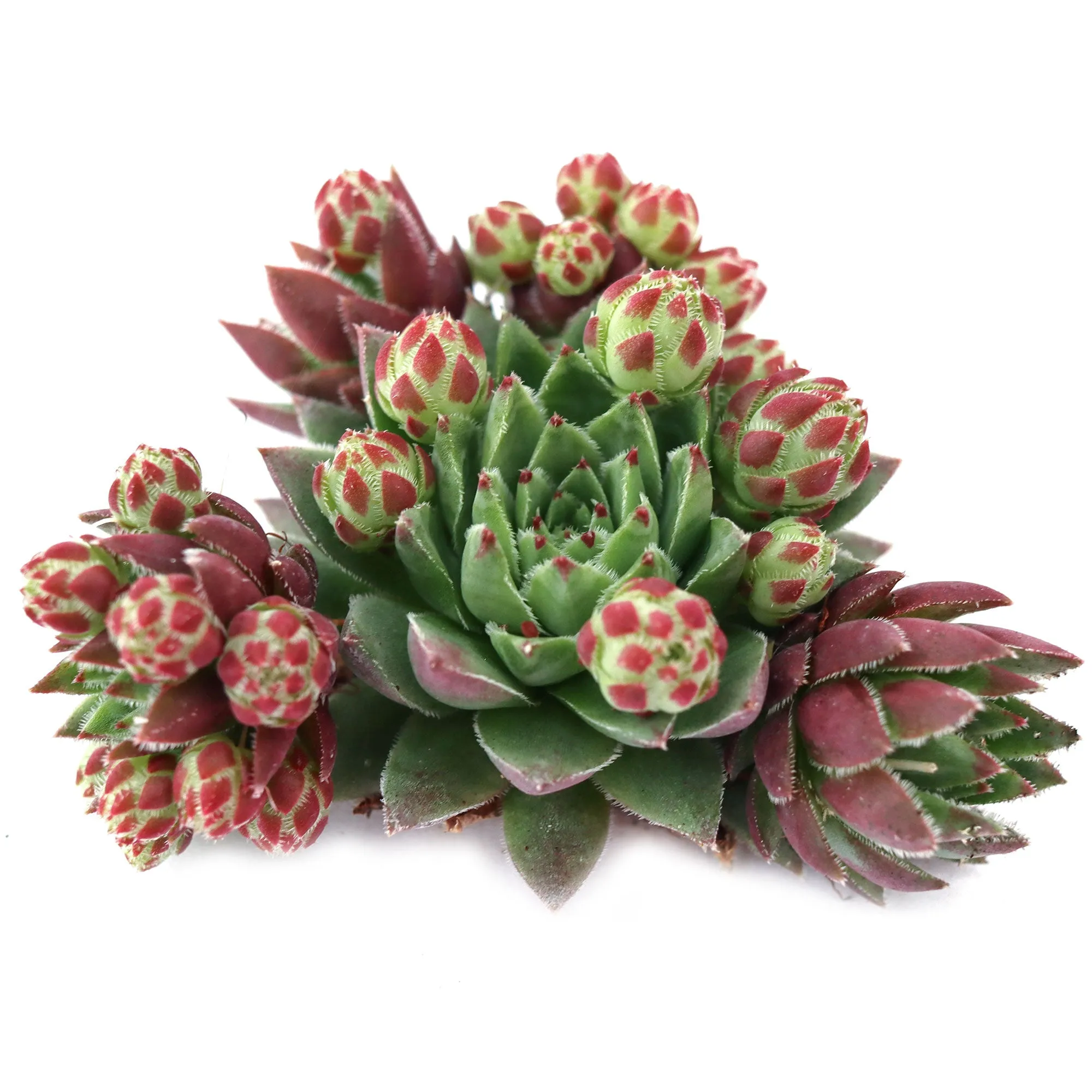 Sempervivum globiferum ssp. hirtum 'Hedgehog'