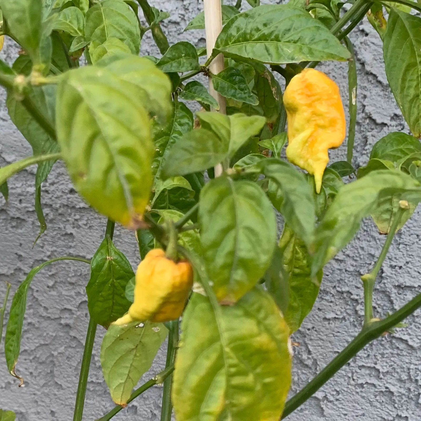 T-Rex Yellow Chili Pepper Seeds